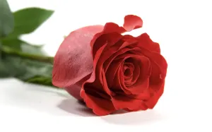 Individual Rose
